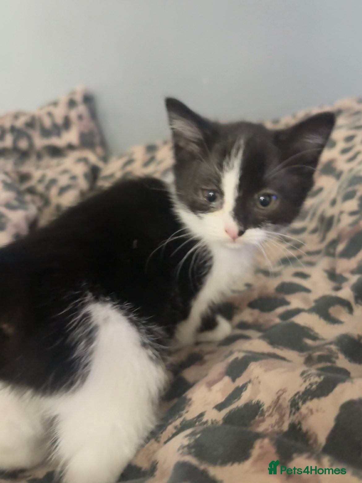 Mixed Breed cats Kittens for sale - Advert 2