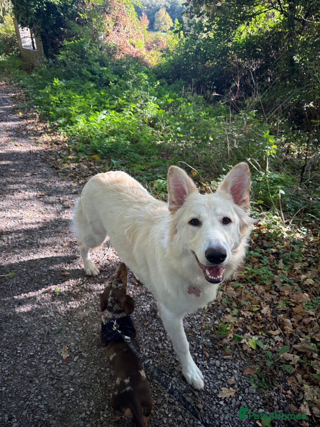 German Shepherd dogs for sale: Luna  - Advert 2