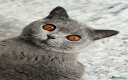 British Shorthair cats for sale: GORGEOUS Pedigree BSH Kittens from Show Breeder - Image 6