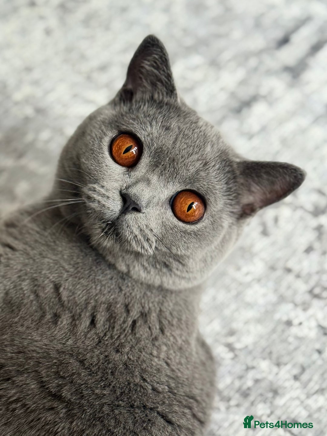 British Shorthair cats for sale: GORGEOUS Pedigree BSH Kittens from Show Breeder - Image 6
