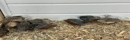 Quail poultry for sale: Button quails - Advert 9