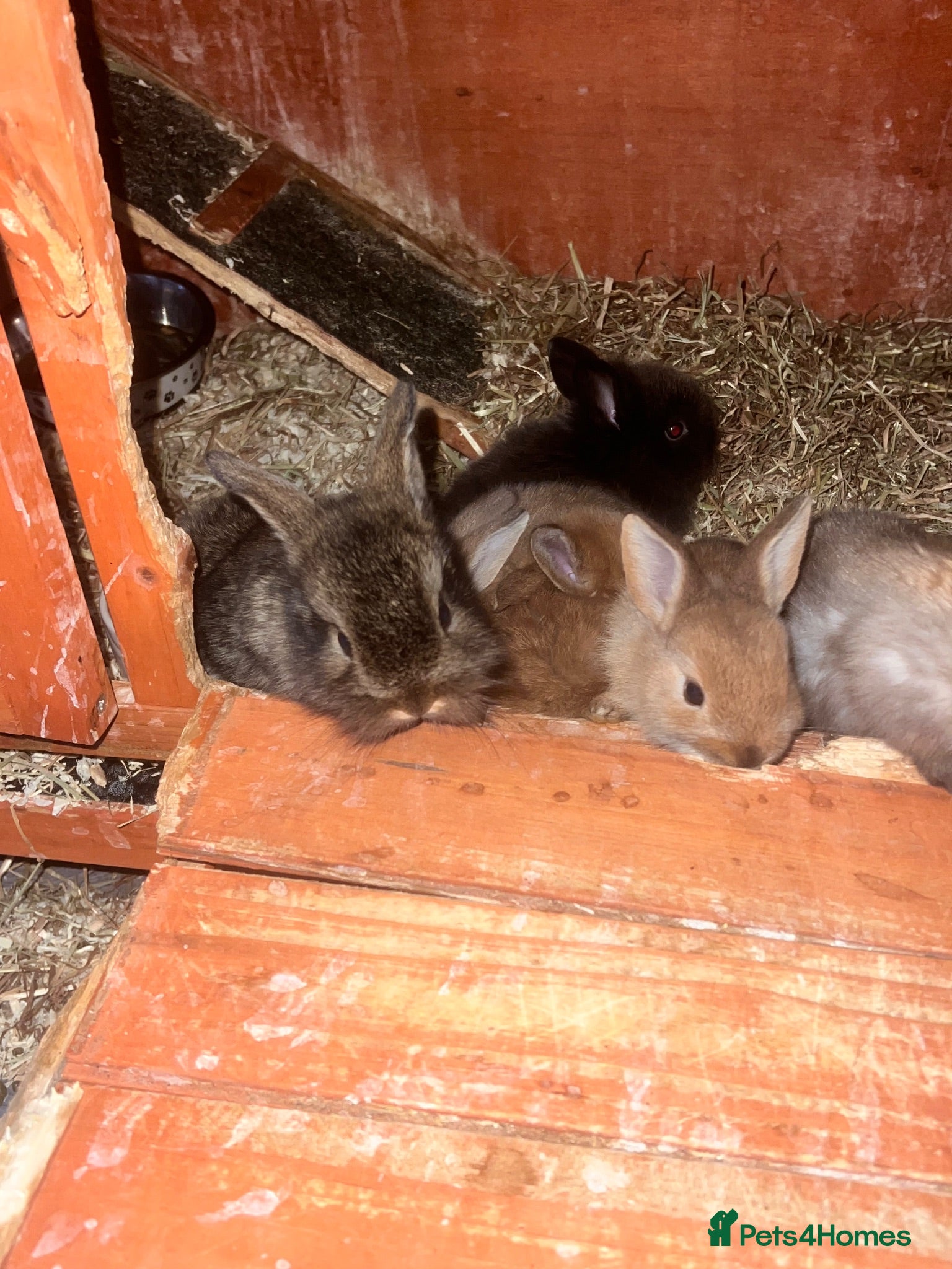 Mixed Breed rabbits Rabbits 8wk old £10 each *READY TO GO*  - Advert 13
