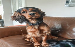 Cocker Spaniel dogs for sale: Beautiful cocker spaniel girl - Image 2