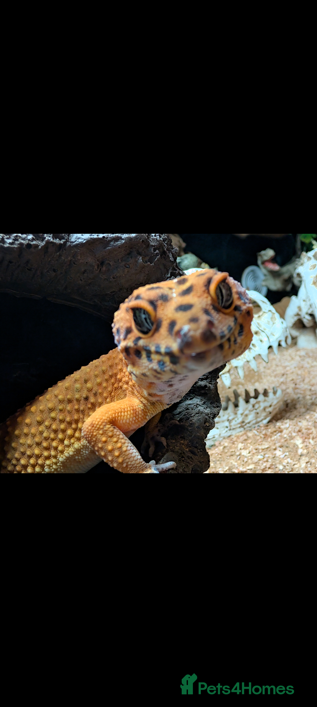 Leopard Gecko reptiles for sale: Loving Leopard Gecko Needs New Home - Meet Betty! - Advert 1
