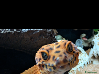 Leopard Gecko reptiles Loving Leopard Gecko Needs New Home - Meet Betty! - Advert 1