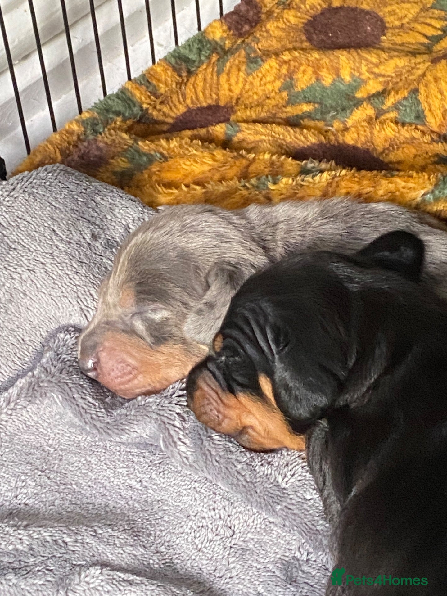 Dachshund dogs Tri silver dapple dachshunds ❤️ - Advert 13