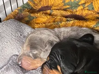 Dachshund dogs Tri silver dapple dachshunds ❤️ - Advert 1