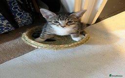 Mixed Breed cats for sale: Adorable kittens ready for loving homes! - Image 28