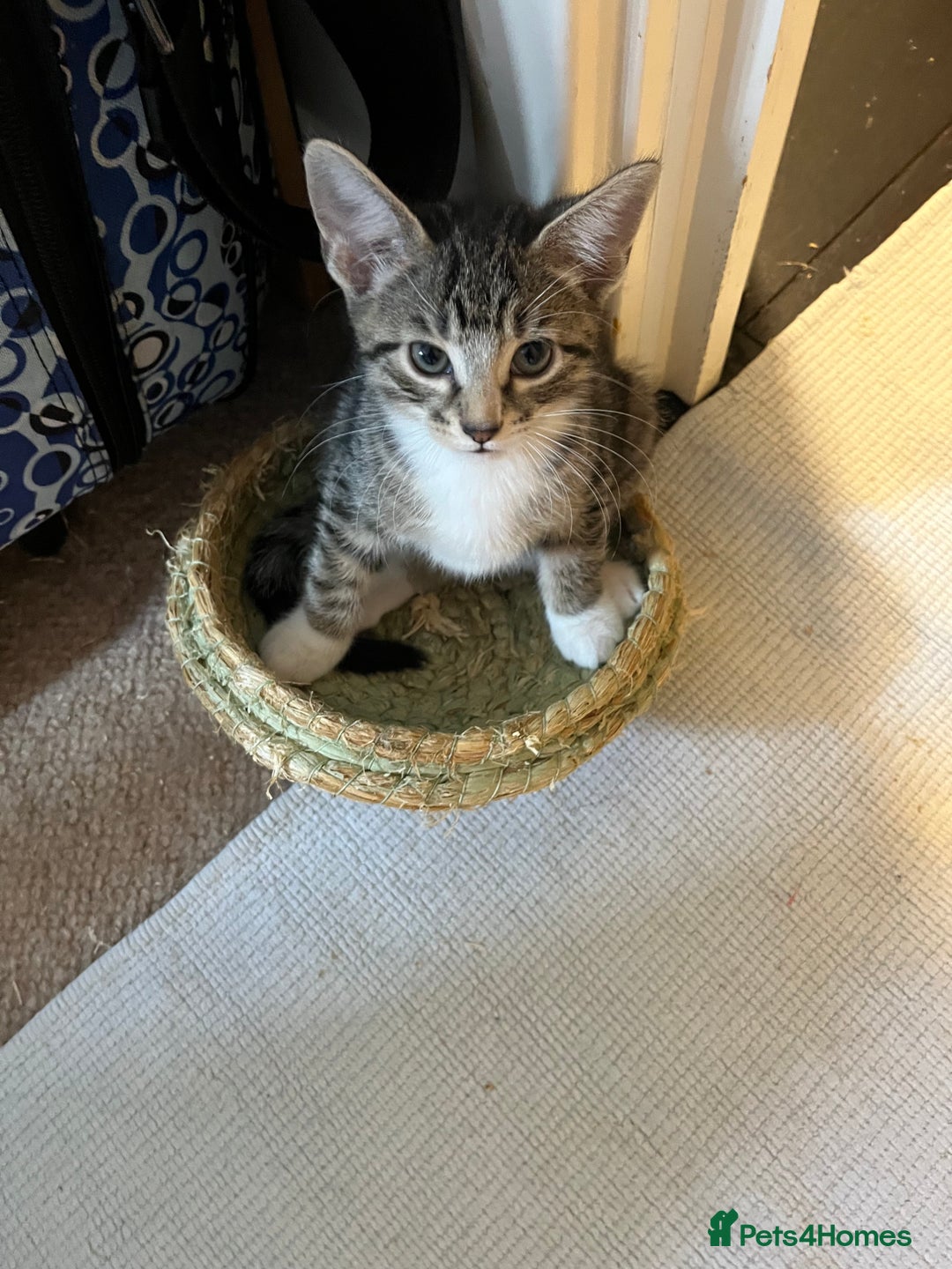 Mixed Breed cats for sale: Adorable kittens ready for loving homes! - Image 28