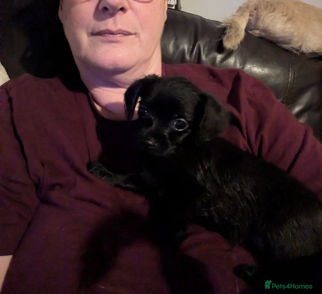 Chipoo dogs for sale: Non shed, health tested  chipoo girl - Advert 6