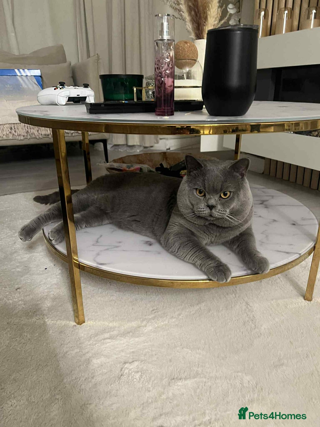 British Shorthair cats for sale: BSH kittens for sale  - Advert 16