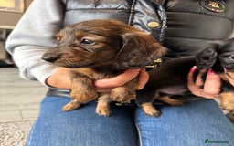 Dachshund dogs for sale: Miniature long hair dachshunds - Image 22