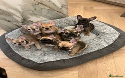 French Bulldog dogs for stud: PROVEN STUD Louis Isabella, Rojo Visual Fluffy in London - Advert 16