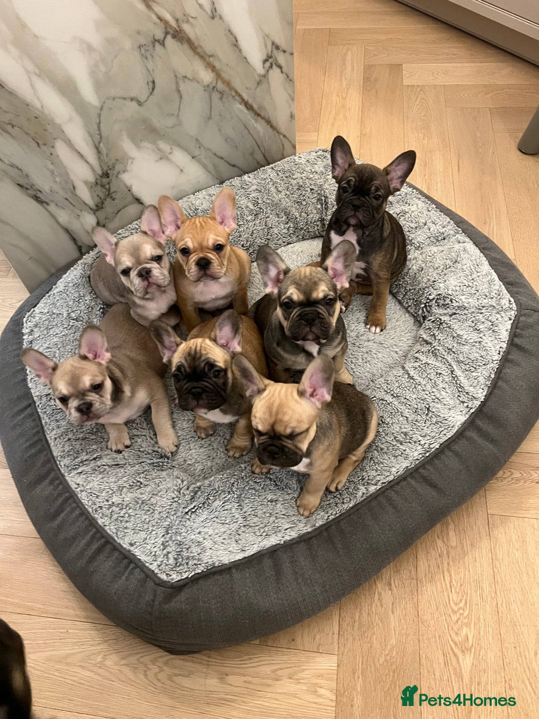 French Bulldog dogs for stud: PROVEN STUD Louis Isabella, Rojo Visual Fluffy in London - Advert 16