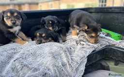 Mixed Breed dogs for sale: Bearded Collie cross New Zealand Huntaway  - Image 7
