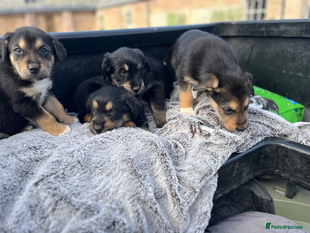 Mixed Breed dogs for sale: Bearded Collie cross New Zealand Huntaway  - Image 7