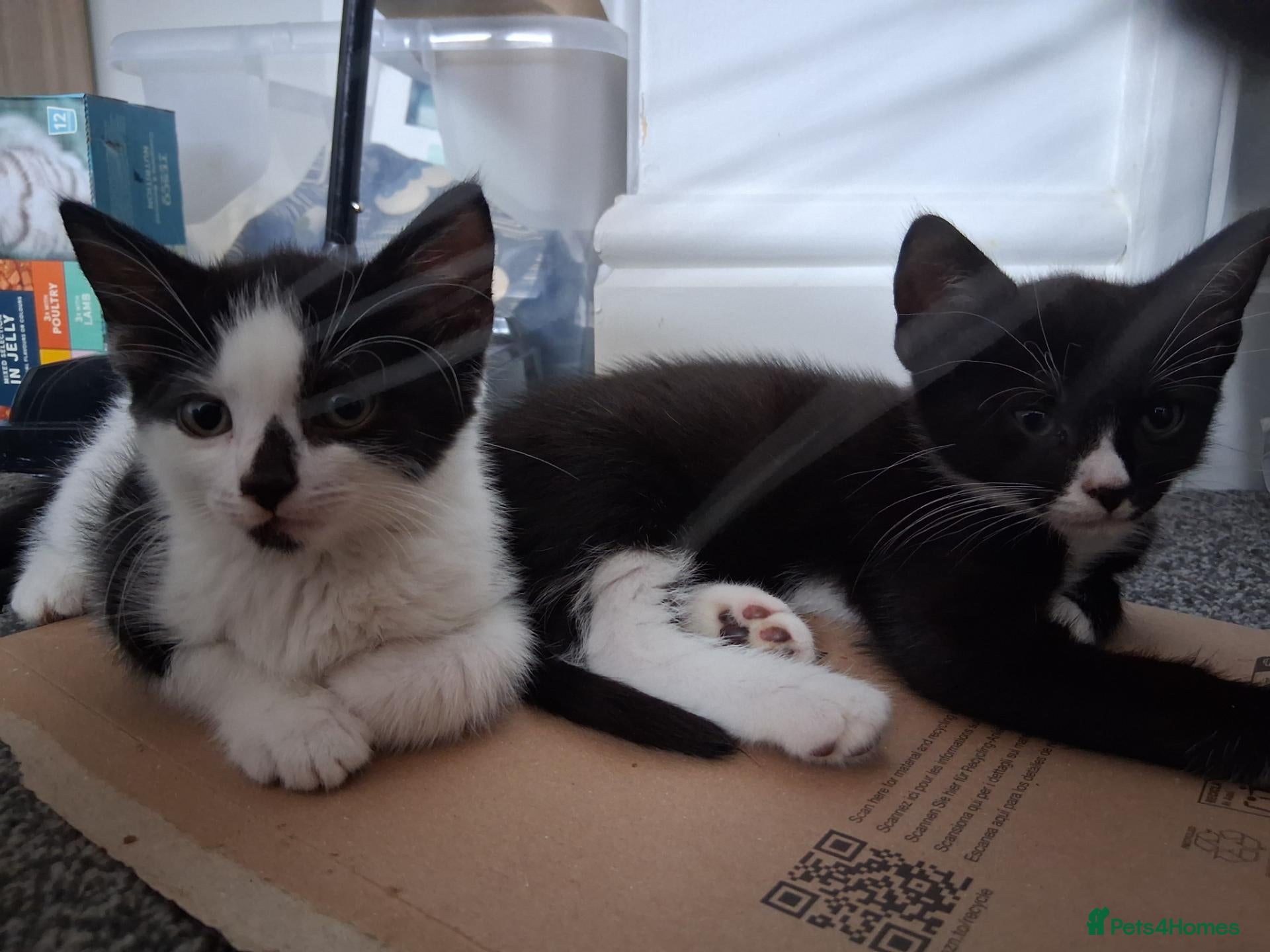 Mixed Breed cats for sale: Distinct marking black and white kittens - Advert 3