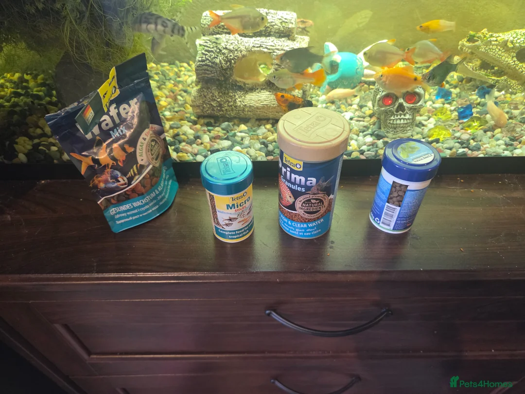 Other/Mixed Breed fish for sale: Tropical fish with tank in Dover - Advert 2