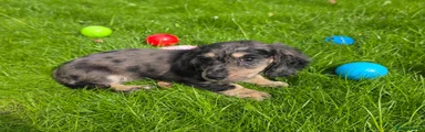 Miniature Dachshund Puppy 2