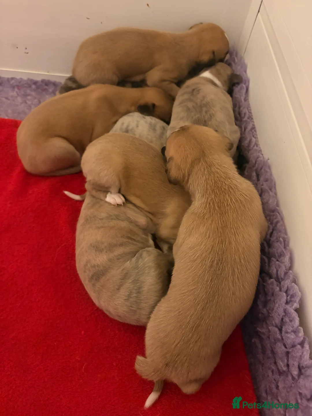 Whippet dogs for sale: KC whippet puppies  - Advert 5