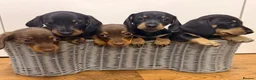 Miniature Dachshund dogs for sale: Miniature Dachshund Puppies-Ready to leave - Advert 1