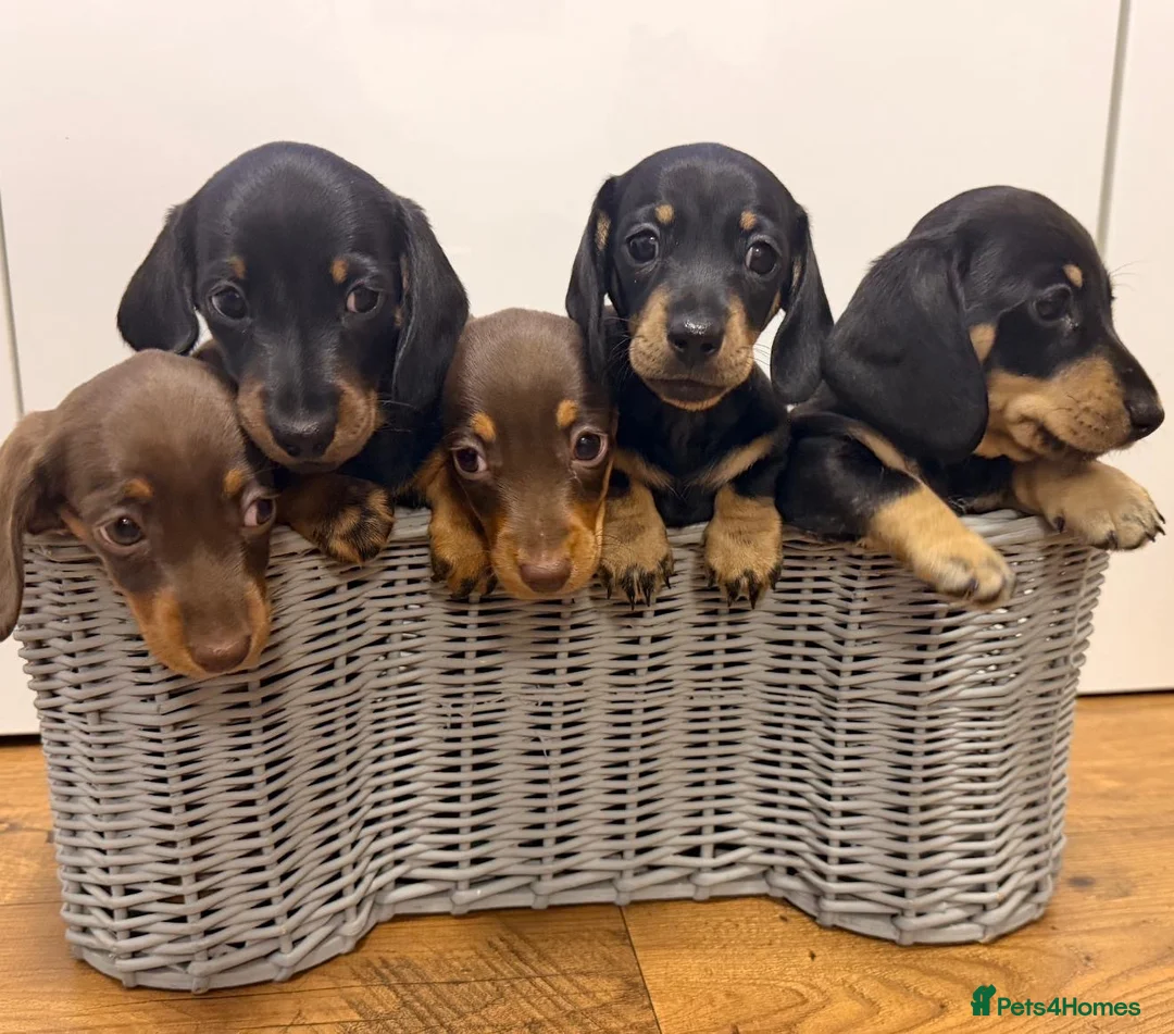 Miniature Dachshund dogs for sale: Miniature Dachshund Puppies-Ready to leave - Advert 1