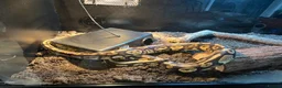 Python Snake reptiles for sale: Royal (Ball) Python  in Redditch - Advert 9