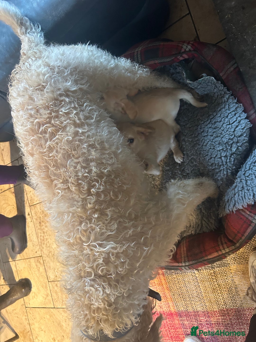 Mixed Breed dogs for sale: Cavapoo Puppies - Advert 11