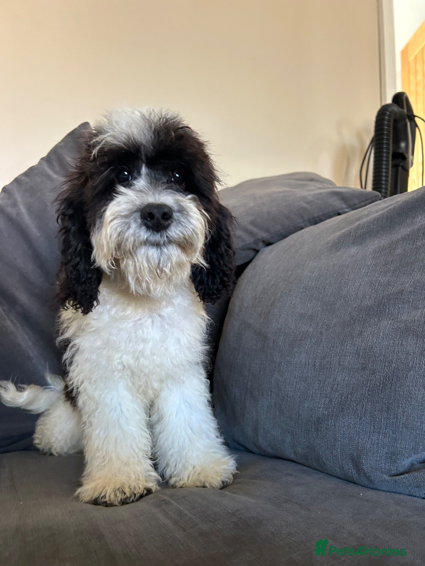 Australian Labradoodle dogs Australian Labradoodle stunning boy - Advert 1