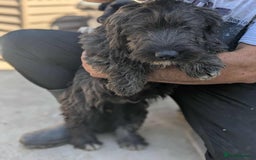 Mixed Breed dogs for adoption: Tucker is looking for a home with another dog  - Image 3