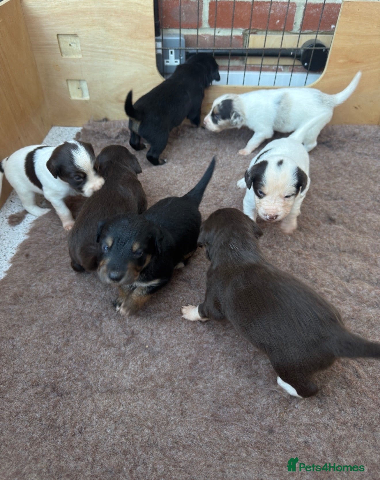 Mixed Breed dogs Cocker cross Collie puppies - Advert 5