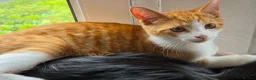 Mixed Breed cats for sale: These are exceptional kittens. - Advert 19