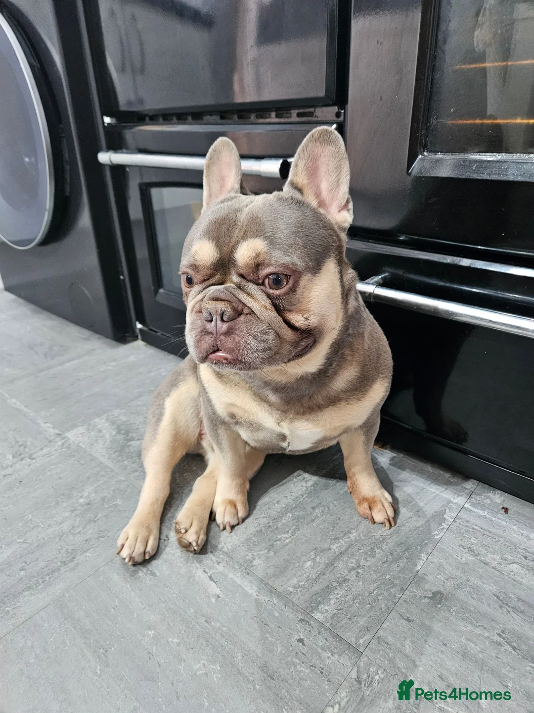 French Bulldog dogs for sale: Ronnie  - Advert 2