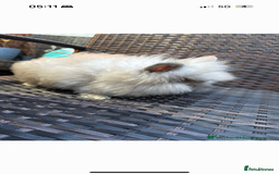 Lionhead rabbits for sale: Lion head baby male - Image 3