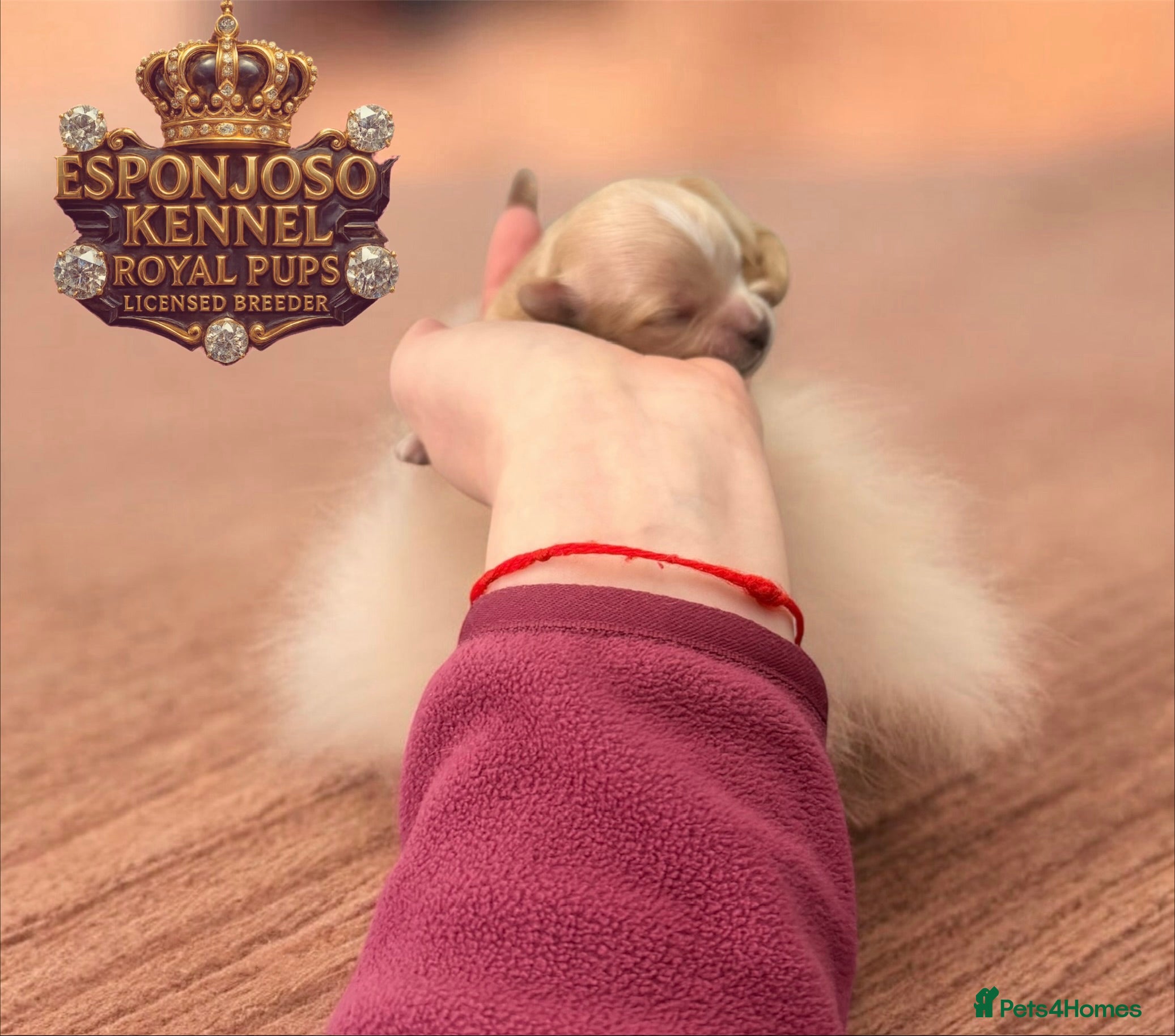 Maltipoo dogs 👑One in a Million Ultra Tiny F1 Asian Maltipoo👑 - Advert 1