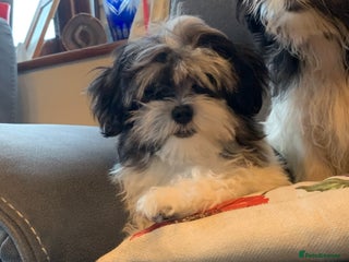 Maltese dogs Adorable little Maltese puppies - Advert 11