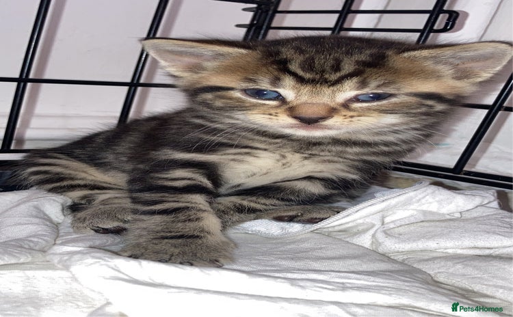Mixed Breed cats - Advert 11