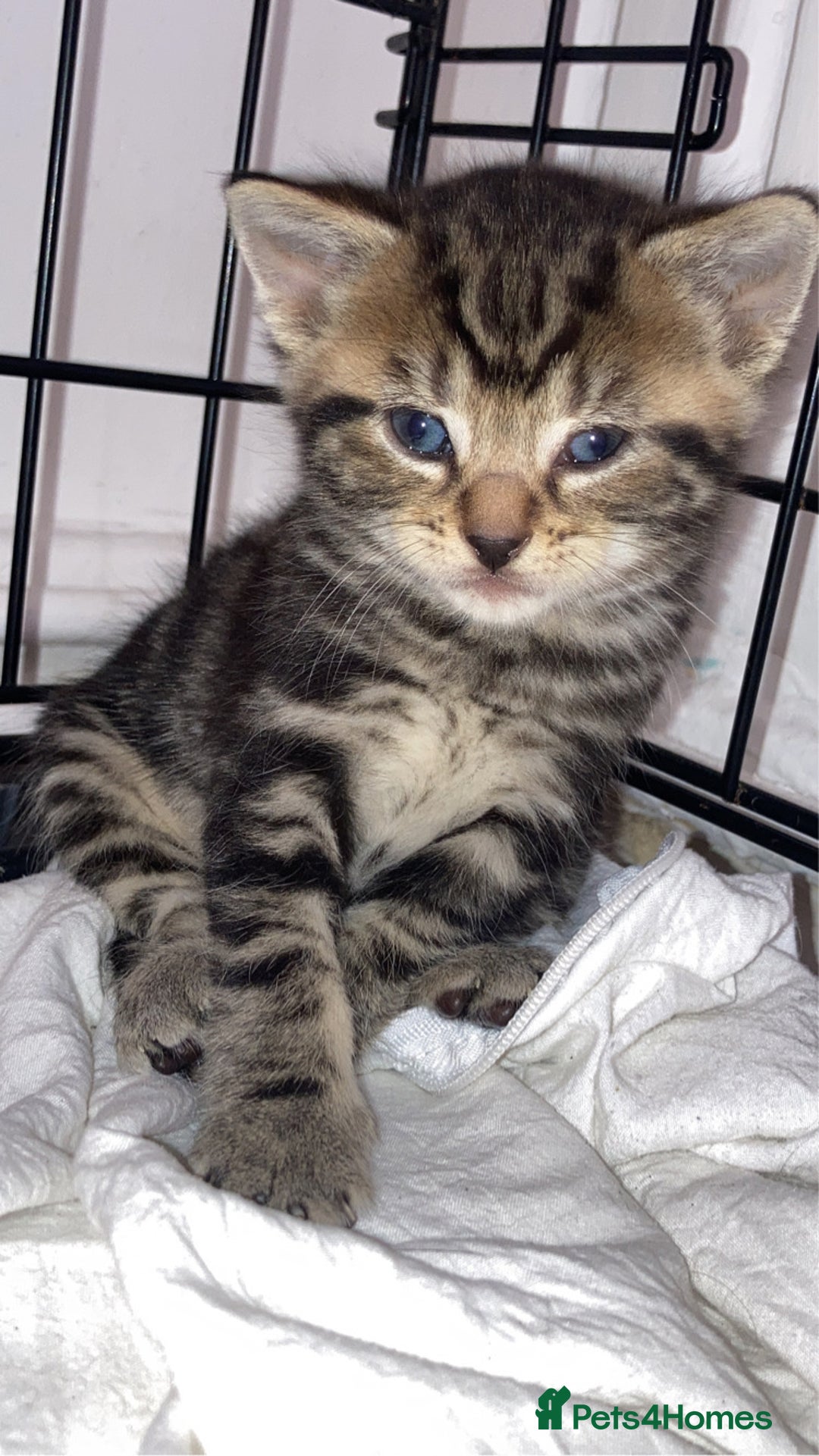 Mixed Breed cats for sale: BengalXTabby kittens LAST BOY LEFT NOW - Image 1