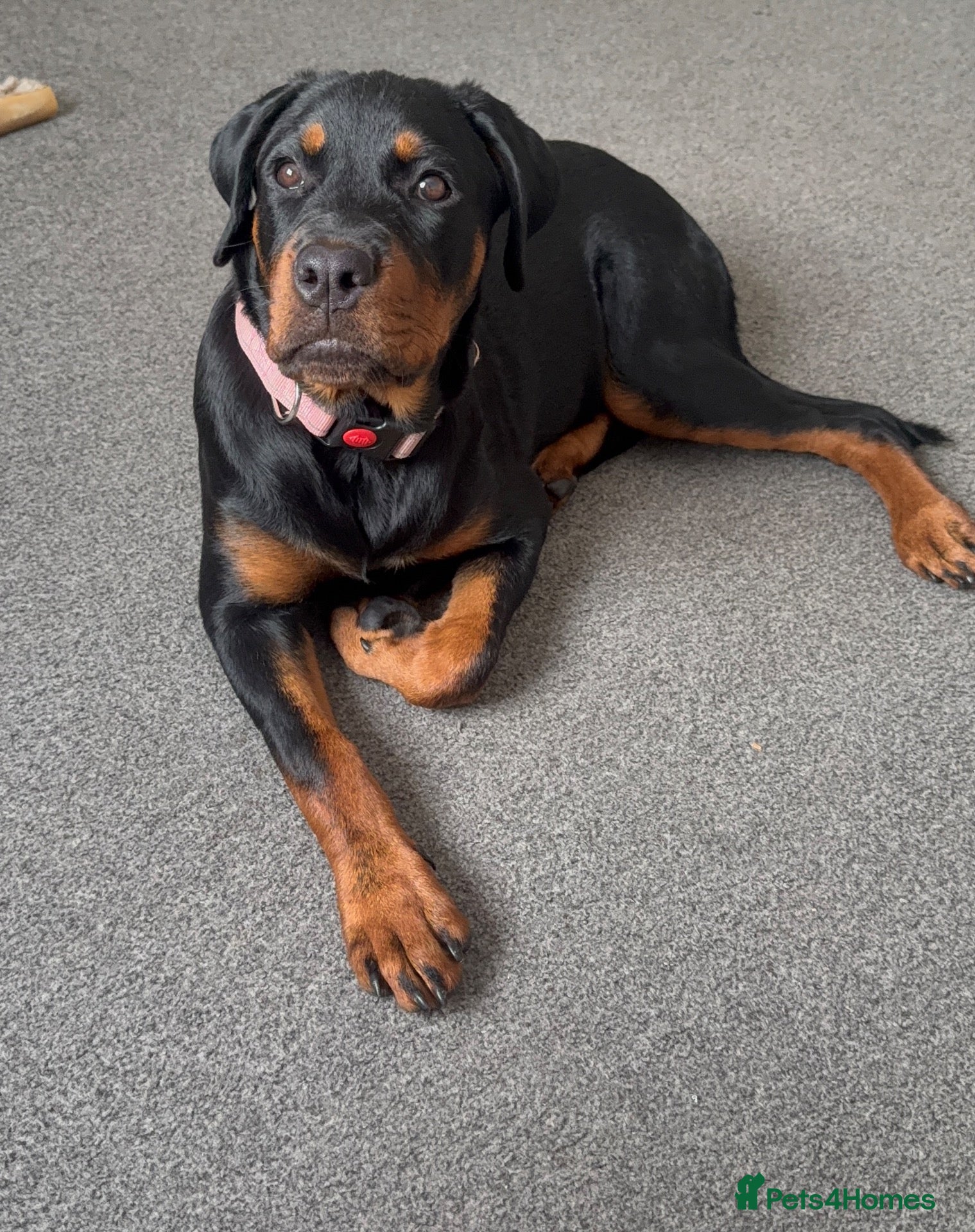 Rottweiler dogs Amazingly trained, loving, sweet girl - Advert 4