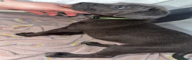 Cane Corso Puppy 2 (Cleo)