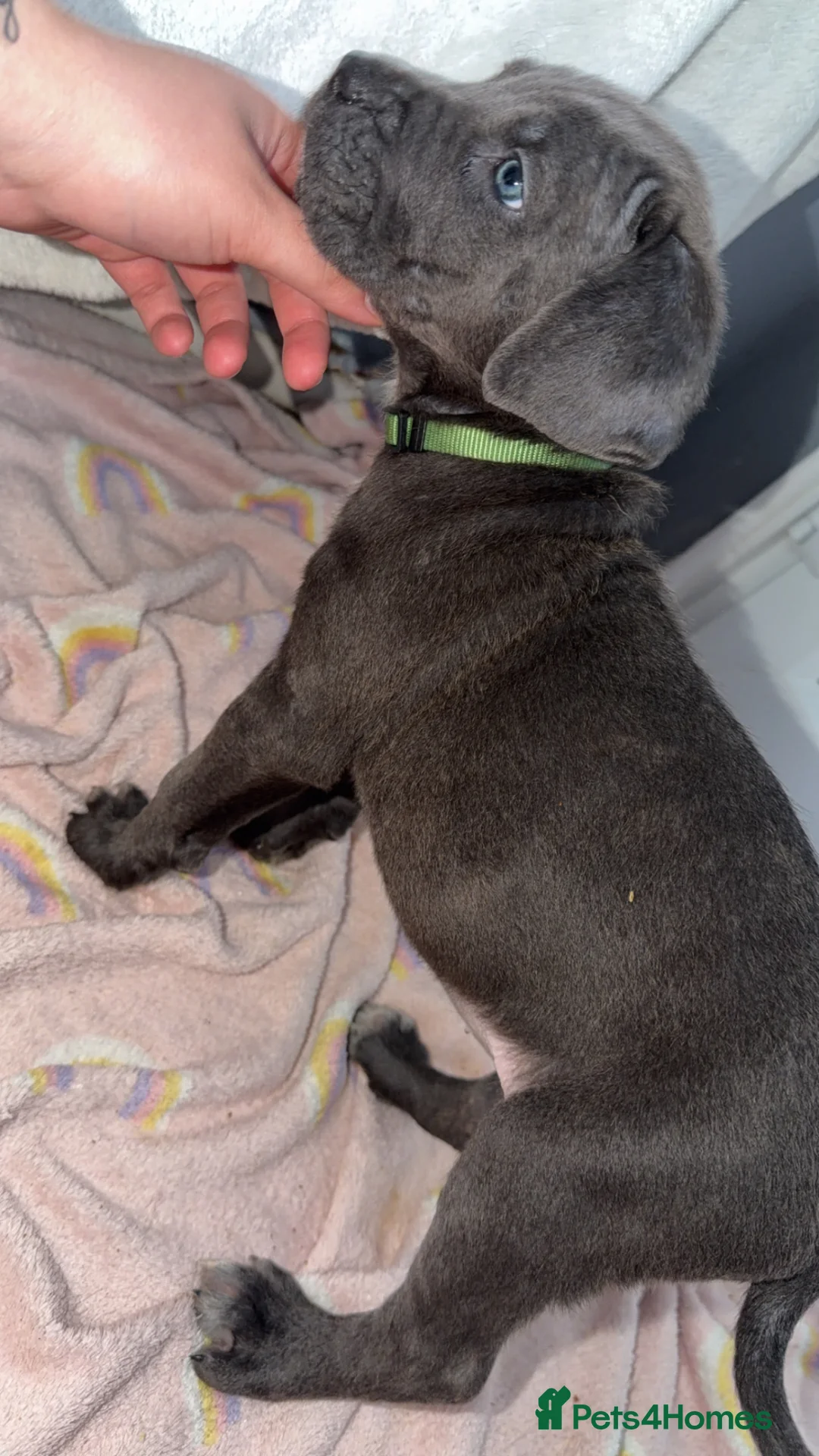 Cane Corso dogs for sale: READY IN 2 DAYS 🐶 - Advert 20