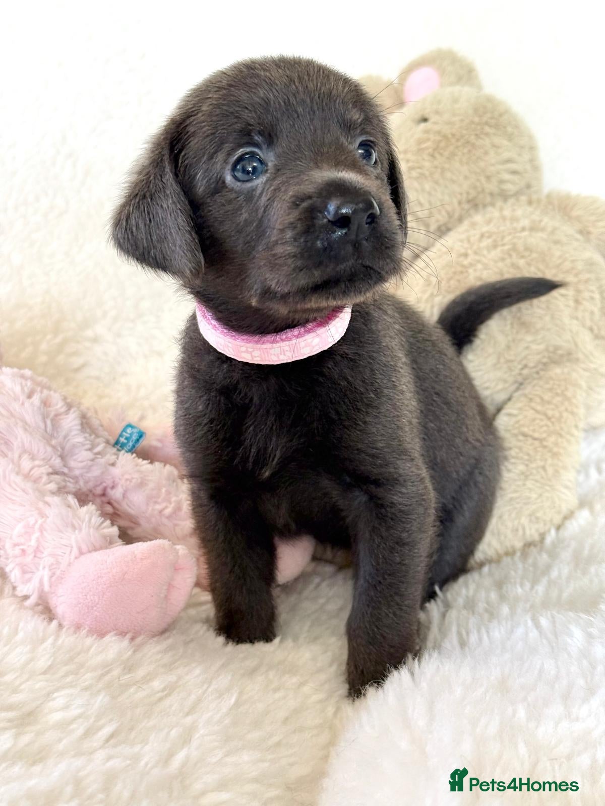 Labrador Retriever dogs Health Tested KC Registered Labrador Pups - Advert 2