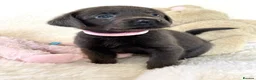 Labrador Retriever dogs for sale: Health Tested KC Registered Labrador Pups - Advert 8