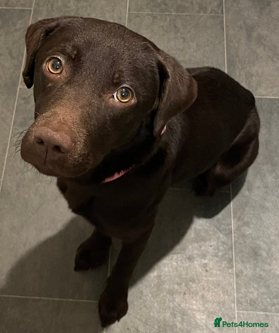 Labrador Retriever dogs for sale: Gorgeous chocolate female  - Advert 2