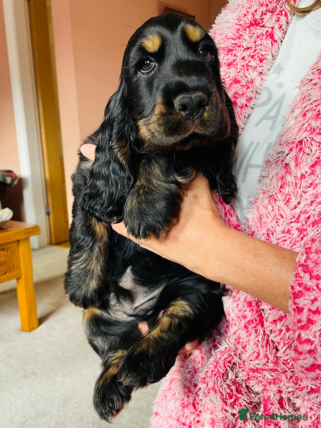 Cocker Spaniel dogs for sale: Top quality fully health tested show cocker pups - Image 17