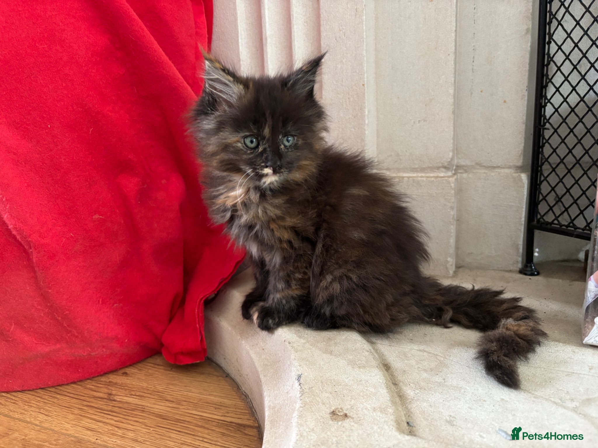Maine Coon cats Maine Coon Kittens 2 males  - Advert 1