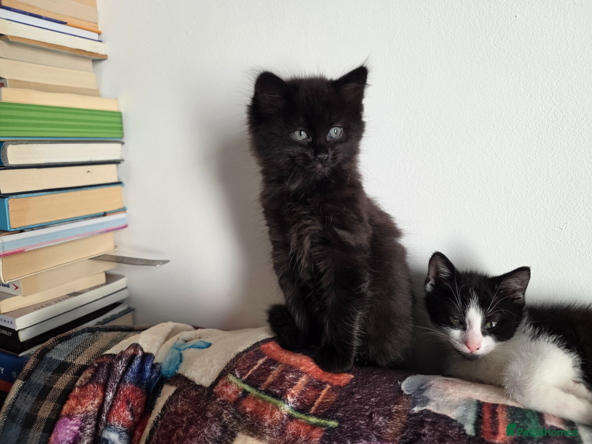 Mixed Breed cats Black fluffy ball 9 weeks old.  - Advert 2