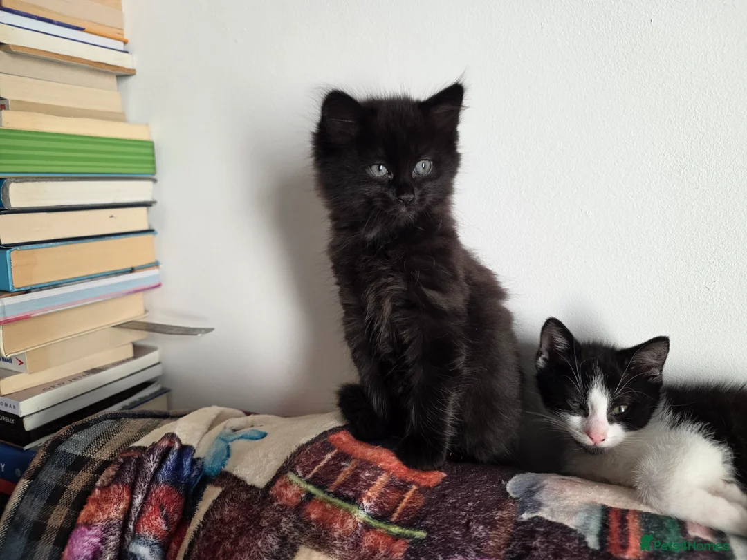 Mixed Breed cats for sale: Black fluffy ball 9 weeks old.  - Advert 1