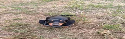 Miniature Dachshund dogs for sale: 6 month old female miniature dachshund  in Winsford - Advert 4