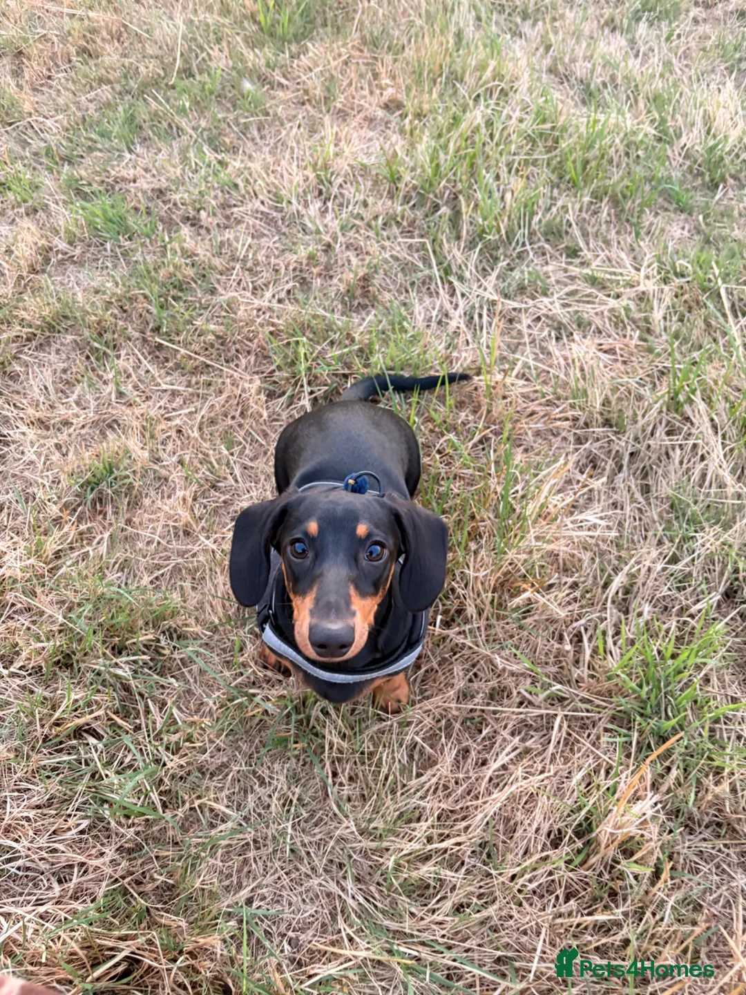 Miniature Dachshund dogs for sale: 6 month old female miniature dachshund  in Winsford - Advert 4